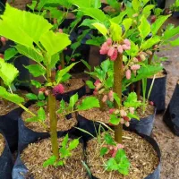 بهترین نهال را از ما به خرید