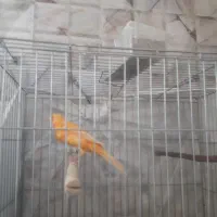 ۳عدد جوجه قناری نربخون سرخ