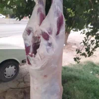 گوشت کهره بره|خوردنی و آشامیدنی|شیراز, بید زرد|دیوار