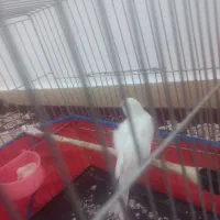 قنارسی سفید