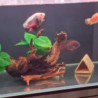 ماهی اسکار سوروم ردتیل لجن خوار اسپرت