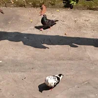 کبوتر خوشگل پرشی نشاندار جفتی|پرنده|رشت, گیل|دیوار