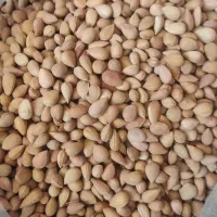 بادام کوهی تلخ بدره