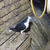 دو عدد ساده