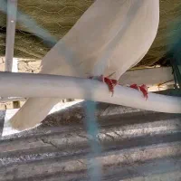 کفتر|پرنده|شیراز, شهرک کوشکک|دیوار
