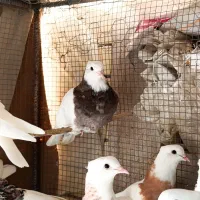 کبوتر طوقی کاکولی پاک|پرنده|طبس, |دیوار