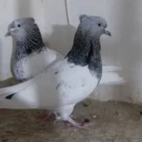 یک جفت ماده کله سبز|پرنده|قوچان, |دیوار