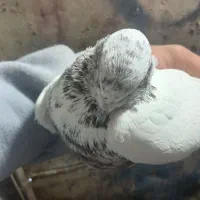 ۵ عدد کفتر|پرنده|آران و بیدگل, |دیوار