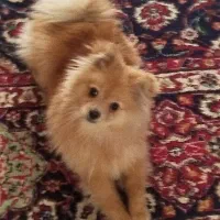 واگذاری سگ پامرین