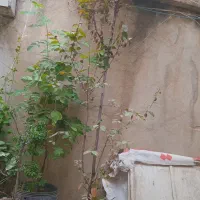 درخت|گل و گیاه طبیعی|کرمانشاه, |دیوار
