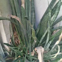 کاکتوس شاخ گوزنی و برگ|گل و گیاه طبیعی|بندرعباس, |دیوار