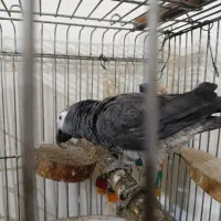 کاسکو|پرنده|کرج, خرمدشت|دیوار