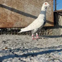 نر و ماده|پرنده|زاهدان, |دیوار