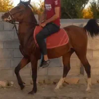 فروش نریان اصیل کرد ۳ ساله|اسب و تجهیزات اسب‌سواری|مشگین شهر, |دیوار