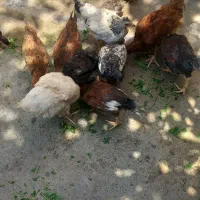 جوجه کردی