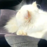 گربه|گربه|ماکو, |دیوار