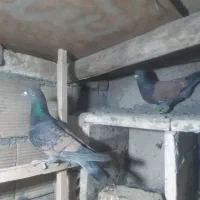 کبوترطاوسی