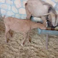 آلپاین|حیوانات مزرعه|شیراز, قلات|دیوار