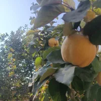 فروش میوه به درجه یک