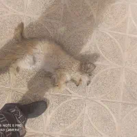 سگ خانگی|سگ|معصومیه, |دیوار