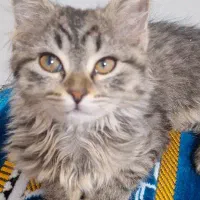 واگذاری فوری بچه گربه دو ماهه