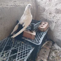 ی جفت کبوتر