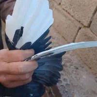 کفتر سبز  کلایی نر پلنگ ماده زاغ دمسفید ماده|پرنده|کرمان, |دیوار