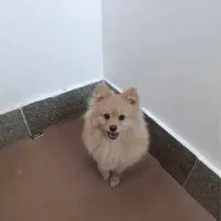 سگ نژاد پامرین روباهی