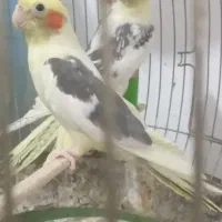 طوطی عروس جفت خورده