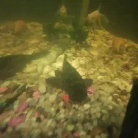 ماهی کت فیش یا لجن خوار ویک عدد اگزوز قهرمانی متور|ماهی|اهواز, فاز ۵ پاداد|دیوار