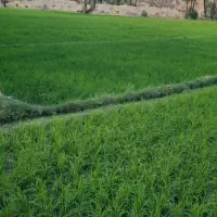 سبزه عکس دوم
