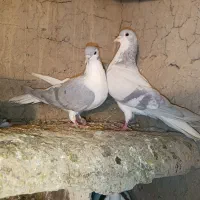 جفت سده لایی