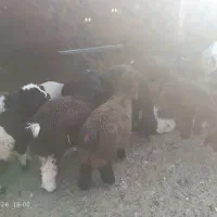 بره نر  و ماده
