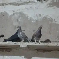 کبوتر|پرنده|الوند, |دیوار