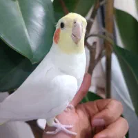 عروس هلندی سخنگو|پرنده|طبس, |دیوار