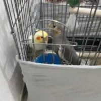 لوتینو|پرنده|تهران, خرمشهر|دیوار