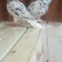 هفرنگ دم سفید  سینه سیاه|پرنده|مشهد, امام خمینی|دیوار