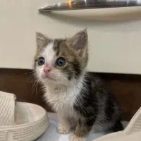 گربه