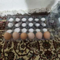 تخم مرغ لاری نطفه دار اصل