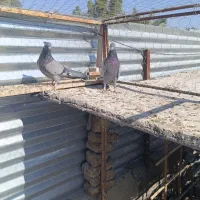 سبز ملقی|پرنده|بم, |دیوار