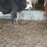 گاوسوئسی نر|حیوانات مزرعه|جوانرود, |دیوار