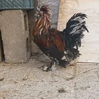 خروس سلطان اصیل دستگاه جوجه کشی|حیوانات مزرعه|کرمانشاه, |دیوار