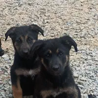 توله ژرمن شپردورک