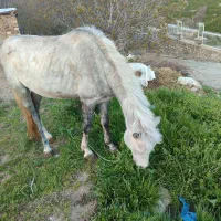 یک اسب سرحال وجوان