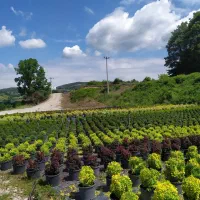 استخدام نیرو در گلخانه (مازندران)