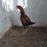 خروس لاری ترک و برزیلی|حیوانات مزرعه|ملکان, |دیوار