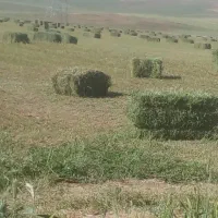 فروش یونجه پرس شده