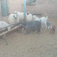 دو راس بز فروشی|حیوانات مزرعه|فردوس (خراسان), |دیوار