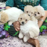 توله سگ شیتزو پامر خانگی دوماهه