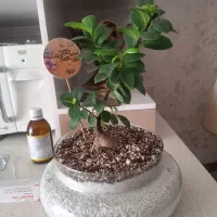گل بونسای جنسینگ